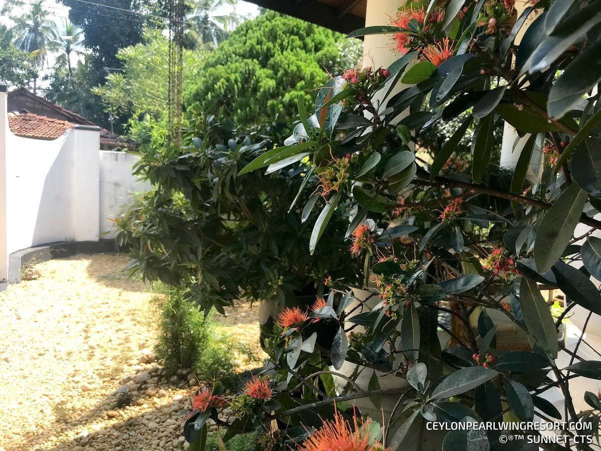Ceylon Pearlwing Resort Negombo Eksteriør billede